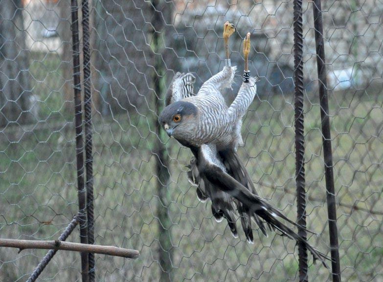 5. ábra: Gyűrűzött öreg hím karvaly (Accipiter nisus) visszafogása (fotó: Bérces János / Recapture of an adult male Eurasian Sparrowhawk vács Georgina, Kubista Nóra, Laczik Dénes, Lukács Kata,