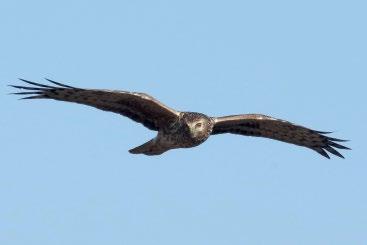 3. ábra: Tojó kékes rétihéja (Circus cyaneus) (fotó: Kovács Gábor) / Female Hen Harrier gyás miatti elhullás is előfordult.