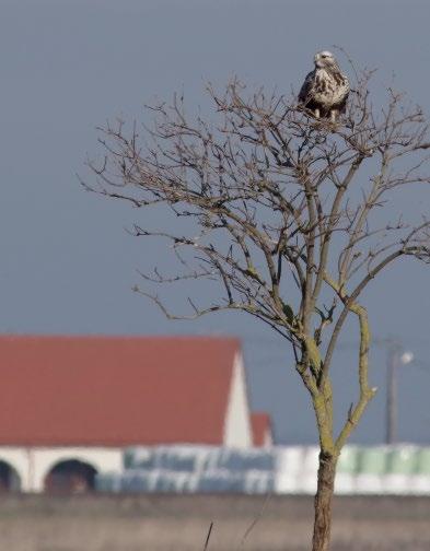 A gatyás ölyv (Buteo lagopus) hortobágyi telelőállományának alakulása 2000 2020 között Kovács Gábor H 4071 Hortobágy, Czinege János utca 12.