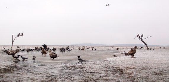 2. ábra: Rétisasok (Haliaeetus albicilla) és dolmányos varjak (Corvus cornix) az etetőhelyen (fotó: Tar János) / White-tailed Eagles and Hooded Crows at the feeding site 3.