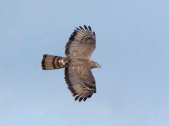 Kifejlett darázsölyvek (Pernis apivorus) jelölésének tapasztalatai (gyűrűzés és jeladózás) Kalocsa Béla, Tamás Enikő Anna* & Váczi Miklós *E-mail: tamas.eniko.anna@gmail.