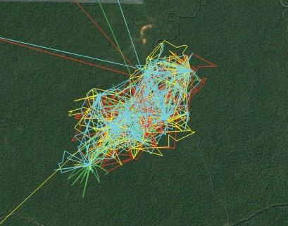 ringing / tagging in Hungary (2014 2019) 3.