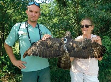 the tagged female European Honey Buzzard Maria in the breeding grounds (2018 2019) 7.