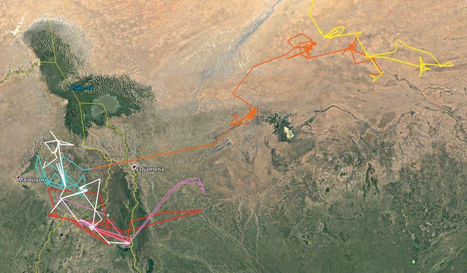 A barna kánya (Milvus migrans) első magyarországi telemetriás jelölésének eredményei 2019-ben egy magánszemély felajánlásából egy GPS/GSM telemetriás eszközt vásároltunk, amelylyel Magyarországon