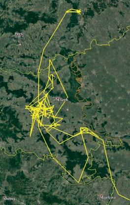 ábra: Az Anna nevű jeladós barna kánya (Milvus migrans) (fotó: Bolvári Adrienn) / The tagged Black Kite Anna TCH 5. ábra: A Földközi-tengeren való átkelés, 2019. szeptember 15.
