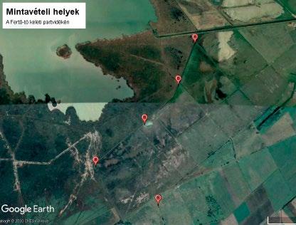 Barna rétihéja (Circus aeruginosus) vonulásának és területhasználatának vizsgálata műholdas jeladóval Váczi Miklós Fertő Hanság Nemzeti Park Igazgatóság E-mail: vaczister@gmail.
