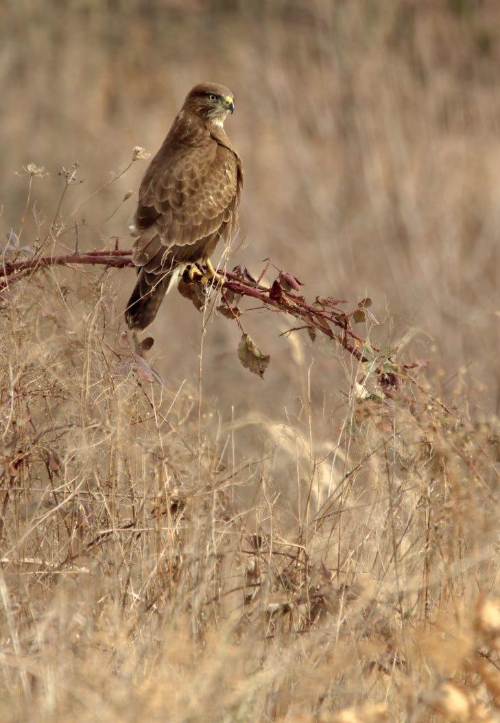 10 Egerészölyv (Buteo buteo)