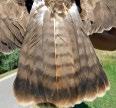 ábra (alul): A megfogott egerészölyvek (Buteo buteo) koreloszlása dekádonként / The age distribution of the caught Common Buzzards by ten-day periods vissza a csehországi