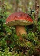 rostanyagokat (ballasztanyagokat).