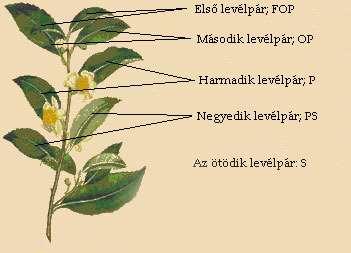 Oldal: 77 /115 A tealevelek fejlettsége, kora, mérete is fontos értékmérő tulajdonság.