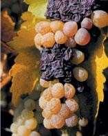 Oldal: 95 /115 Aszúsodás Az aszúsodás alatt azt értjük, amikor a szőlő Botrytis cinerea-val (a szőlő szürkerothadását okozó penészgomba) megfertőződik, és megindul a nemesrothadás folyamata, ami
