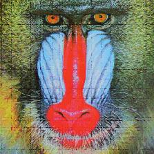 36 szövegértés-szövegalkotás B matematika 5. évf. ÁLLATI MATEMATIKA 3. Munkalap Majom leg-ek mandrill orángután gorilla A képzeletbeli állatkerti séta során a majmok ketreceihez értek a gyerekek.