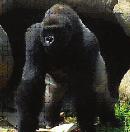 odarepülő kisebb-nagyobb rovarokat kebelezi be. A gorilla a legnagyobb majom. A vadon élők között akadnak 200 kg-os, 190 cm magas hímek is.