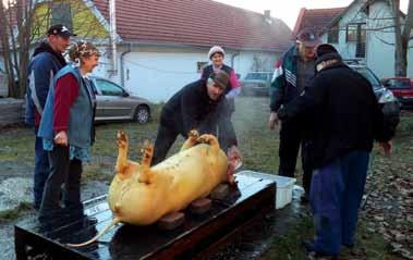 Meghívott vendégünk volt Laboda Gábor polgármester és Szilvási Károly a Kulturális Bizottság elnöke. Disznóvágás (2016. december 29.) A fiúk már kora reggel elmentek a disznóé.