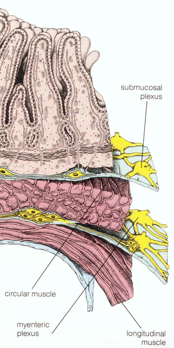 izom Submucosus plexus Alsó