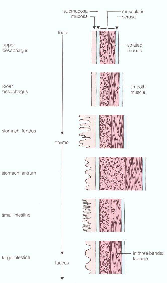 Chymus Gyomor antrum Vékonybél