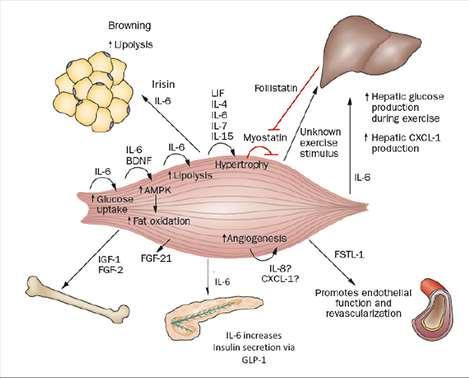 LIF, IL-4, IL-6, IL-7, IL-15 A myokinek hatásai izomnövekedés Myostatin: gátolja az izomnövekedést Fizikai aktivitás a myostatint gátolja ( a májban myostatin inhibitor, follistatin termelődik)