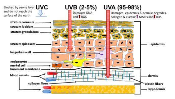 3. ábra Az UV-spektrum egyes elemeinek bőrbe való penetrációja és célmolekulái, Lephart közleménye után (23) a többször ismételt alacsony dózisú UVB-sugárzás által létrehozott, melanin-szintézissel