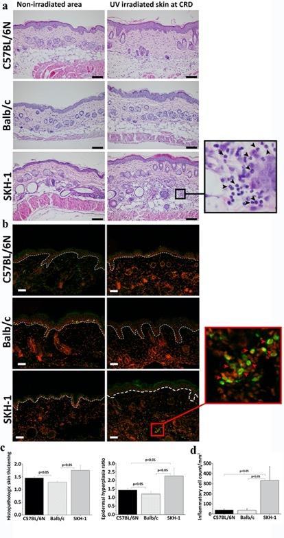 6. ábra UVB-irradiált bőr hisztopatológiai és immunfluoreszcens értékelése a: A CRD-vel besugarazott és be nem besugarazott