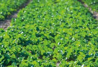 Gabona árvakelés és egyéb egyszikű gyomok Repce Herbicid csomag Springbok Műtrágya Gyomirtó Pannon Starter Select Double Super
