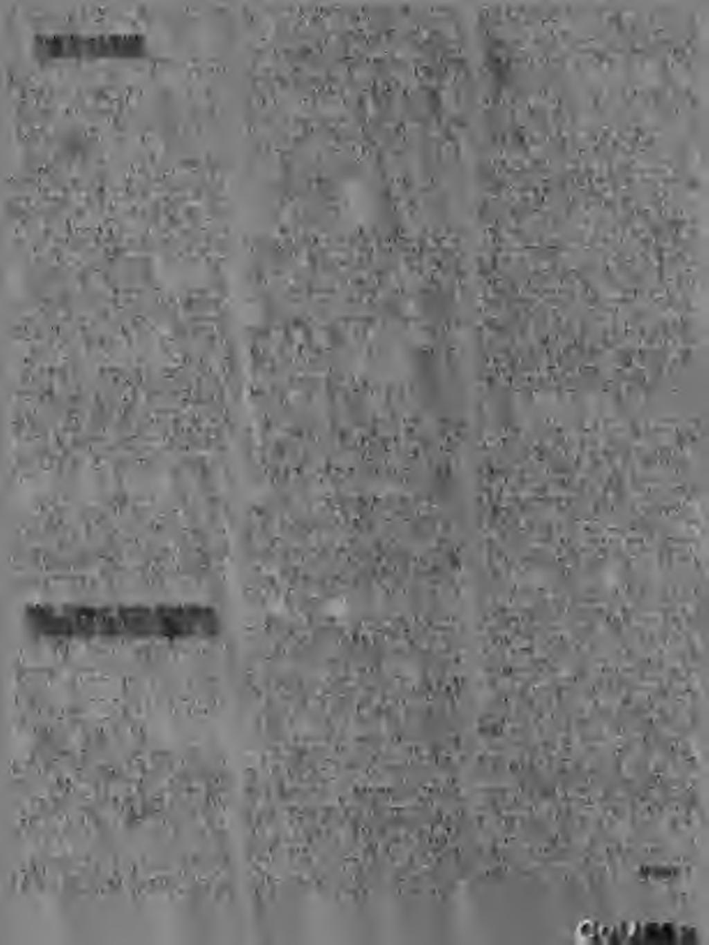MícroSoft WAV file-ok kezelése, A QUAD hátránya, (amellett, hogy Windows alatt működik :) hogy csak Turtle Beach hangkár tyákkal (MultiSound. Tahiti vagy Monterey) fut.