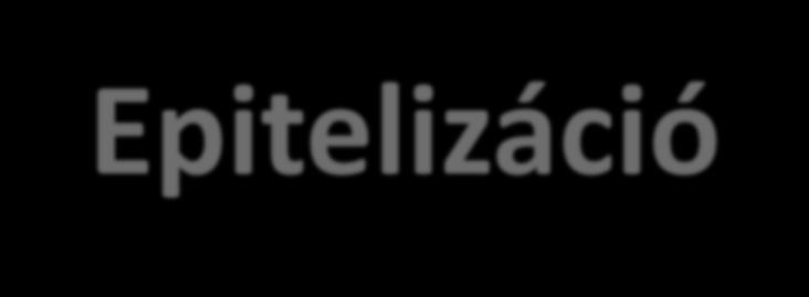 Epitelizáció fázisa A regeneráció folyamán a bőr helyreállítása zajlik.