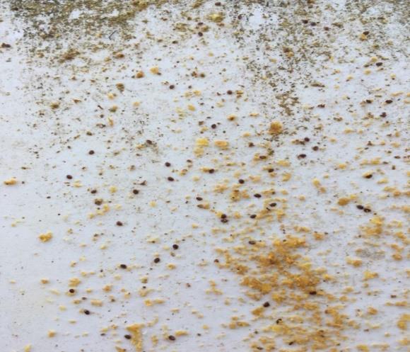 és 2019. vizsgálati években a zárókezelések alkalmával a Bee Vital Hive Clean (továbbiakban BVHC) nevű oldatot alkalmaztam. Mindkét évben kétszeri kezelésben részesültek a méhcsaládok.