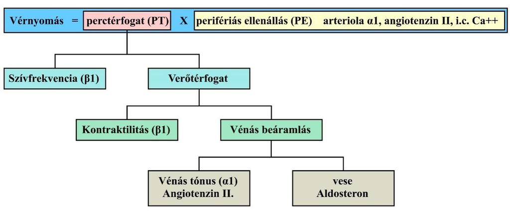 10. Hipertónia gyógyszeres kezelése. Antihipertenzív szerek 2. ábra A vérnyomás szabályozásában szereplő tényezők A 2.