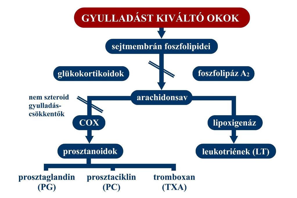 15. Gyulladáscsökkentők- I. Nem szteroid gyulladáscsökkentők 3. ábra A gyulladás kialakulásában résztvevő mediátorok A 3.