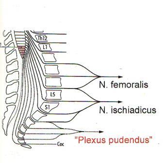 Conus syndroma Alsó sacralis szelvények károsodása