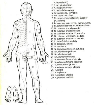 Segmentalis peripheriás sensoros innervatio Érzészavarok- plusz tünetek Fájdalom Neuralgia: villanyozó, nyílaló