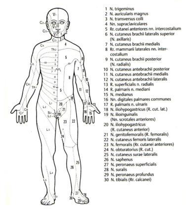 peripheriás idegek bántalma következtében Causalgia: égő, sajgó, autonóm tünetekkel járó fájdalom, amely peripheriás