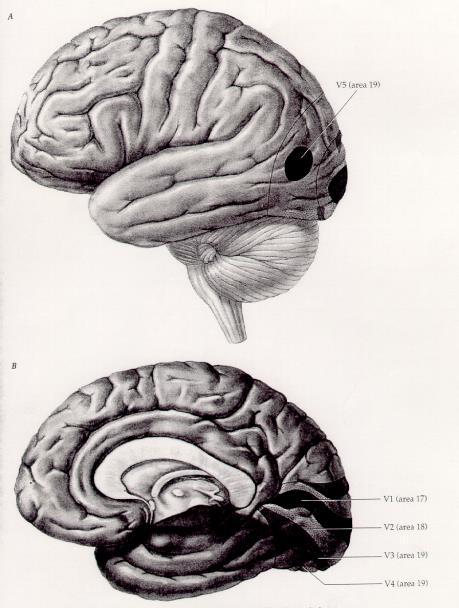Látás kérgi központjai V1: primaer visualis cortex, Br17 orientatio V2: secundaer visualis cortex, Br18 V3: tertiaer