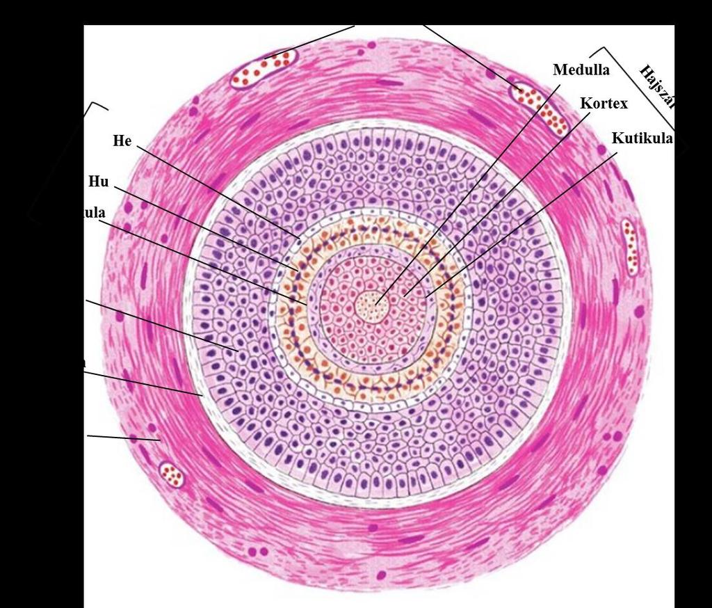 2. ábra: A HF keresztmetszeti képe. He: Henle-réteg, Hu: Huxley-réteg, ORS: külső gyökérhüvely keratinociták rétege, IRS: belső gyökérhüvely keratinociták rétege, CTS: kötőszövetes burok.