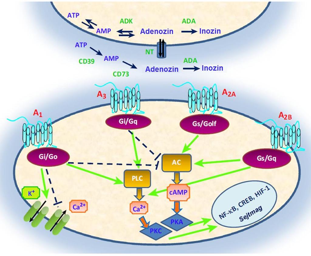 PKC regulációja révén olyan gének transzkripciós aktivitásának szabályozására nyílik lehetőség (nukleáris faktor-κb: NF-κB; camp response element-binding protein: CREB; hypoxia indukálta faktor: