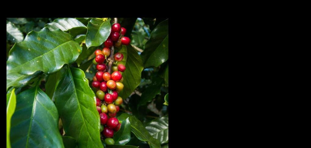 6. ábra: Kávécserje (a) és a koffein szerkezeti képlete (b). Forrás: https://www.growyoursecretgarden.com, https://en.wikipedia.org.
