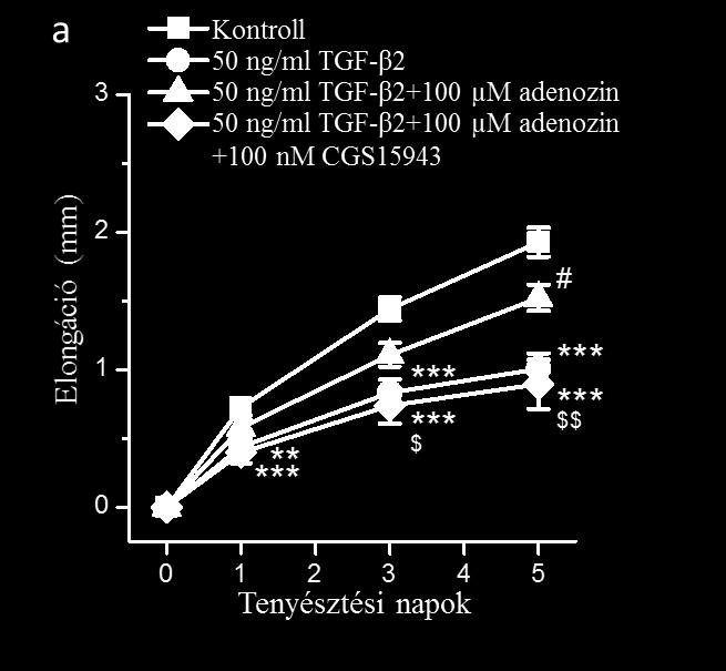 Az adenozin kivédi a TGF-β2 katagén-indukáló hatását Kísérleteink során elsőként a follikulusok hossznövekedését vizsgáltuk.