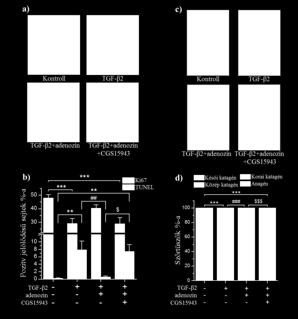 b) A proliferáló és apoptotizáló sejtek statisztikai analízise (Ki67/TUNEL kettős jelölés; a DAPI+ sejtek %-ára vonatkoztatva). Átlag±SEM, N=16-24 HF/kezelési csoport 3 független donorból.