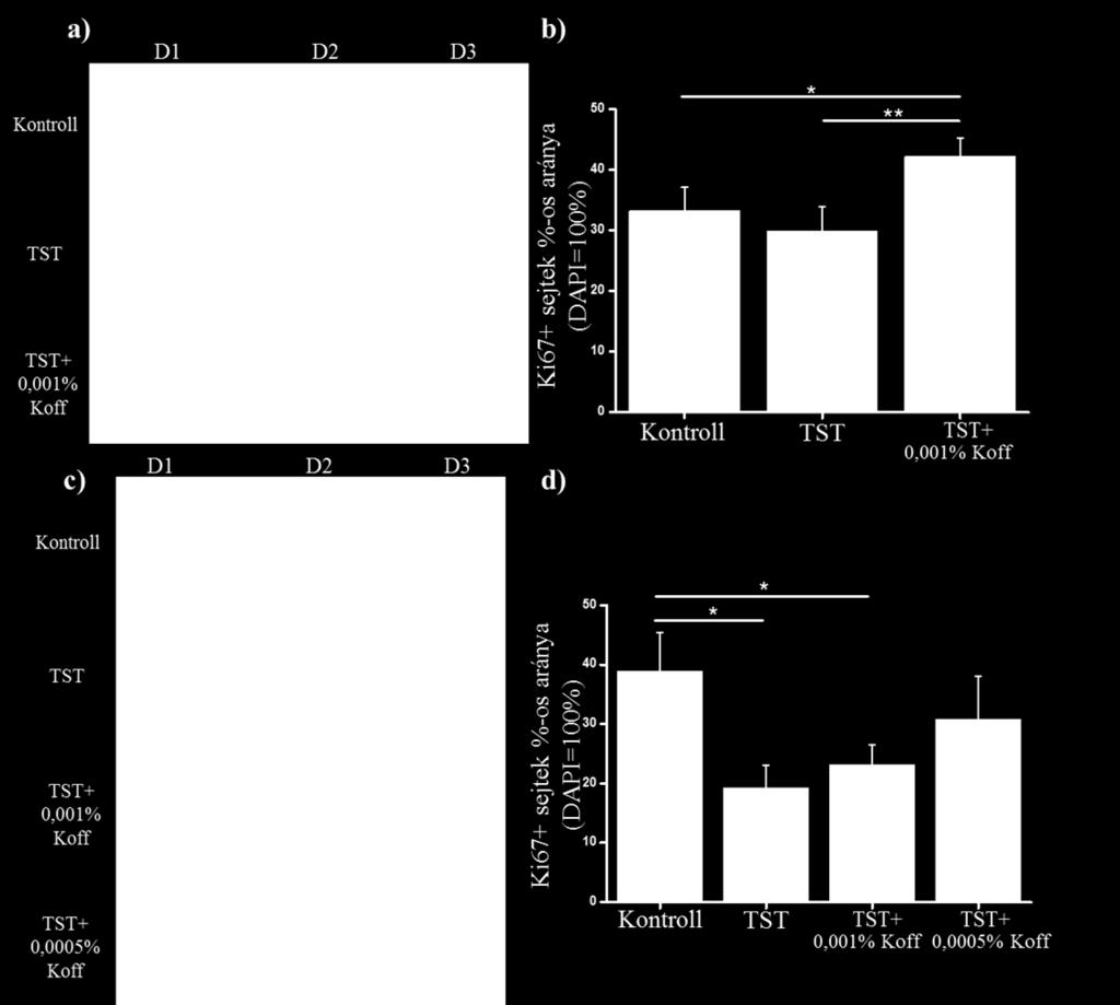 a, c) Kettős immunjelölés a proliferáló (Ki67+, piros) és apoptotizáló (TUNEL+, zöld) sejtek kimutatására.