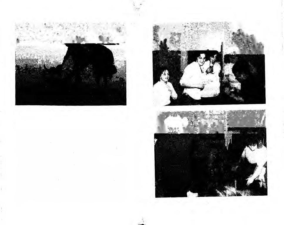 45- ilonkaval is a kiskutyakkal 1993-ban ahol megismerkedtem Ilonkaval, aki, azt liiszem, olyan hetvenket dv koriili volt, Neki is tacskoja volt, de neveletlen ds