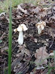 ? Gymnopus aquosus Széchenyi