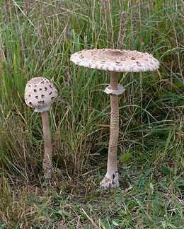 Nagy mennyiségben Mezei szegfűgomba sokfelé.