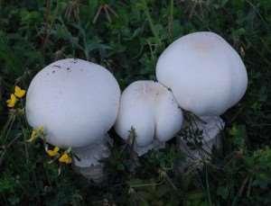 Zrékas, Kisszög, (13) Tiszaligeti camping.