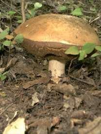 Nyárfa érdestinóru, Zagyvapart.(14) Szeptember közepén egyszerre hat kilónyi.