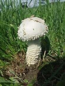 Őzlábgalóca (Amanita vittadinii) Védett! A szandai kisréten (15)június 5- szeptember végén.