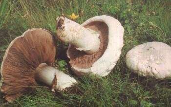 (Agaricus campestris) Először kis csiperkére