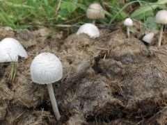 Mérgező illetve ehetetlen, vagy csekély értékű