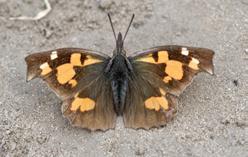 A hernyó tápnövénye különböző pillangósok, leggyakrabban a lucerna. Csőröslepke (Libythea celtis) Fotó: Pintér Balázs, Szlávik Eszter/izeltlabuak.hu, CC BY 4.