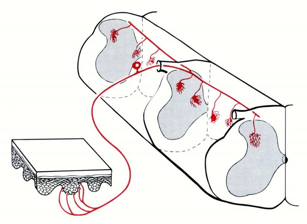 Védekező (triflexiós reflex) anatómiai alapja A fájdalomérző receptorok proximális nyúlványai a gerincvelőbe való belépés után fel- és leszálló rostokra oszlanak és több gerincvelői szelvény hátsó
