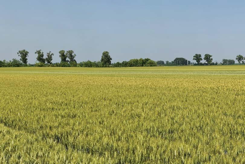 FAJTAKÍSÉRLETEK AZ IKR AGRÁR KFT. REPCE EREDMÉNYEI Örömmel olvastuk a napokban a hivatalos tájékoztatásokat az őszi vetésű növényeink meglepően jó termesztési eredményeiről.